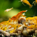 Orange Cherry Shrimp (Juvenile)