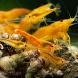 Orange Cherry Shrimp (Juvenile)