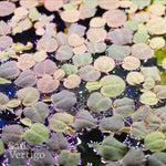 Red Root Floater