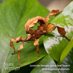 Spiny Leaf Insect