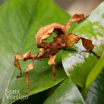 Spiny Leaf Insect