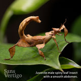 Spiny Leaf Insect