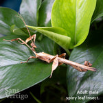 Spiny Leaf Insect