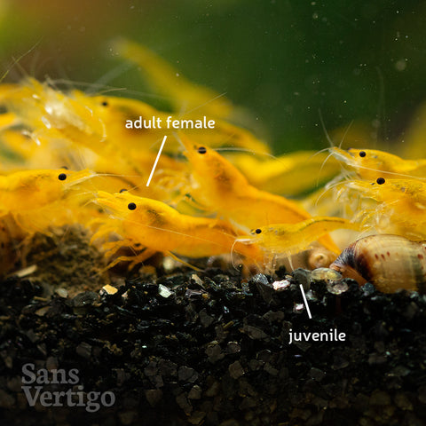 Yellow Cherry Shrimp (Juvenile)