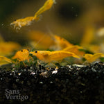 Yellow Cherry Shrimp (Juvenile)