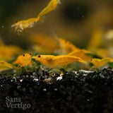Yellow Cherry Shrimp (Juvenile)