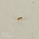 Drosophila melanogaster - Flightless Fruit Fly (Established)