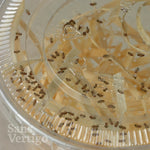 Drosophila melanogaster - Flightless Fruit Fly (Established)