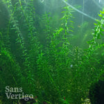 Elodea
