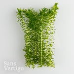 Elodea