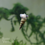 Malaysian Trumpet Snails - 5 Pack