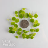 Amazon Frogbit
