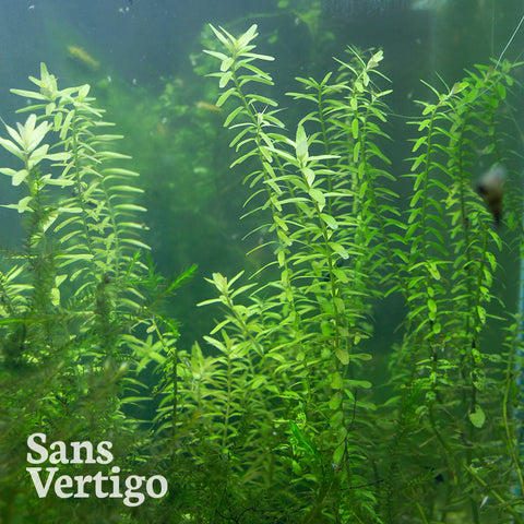 Rotala Rotundifolia
