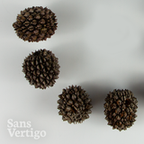 Sheoak Pods - 10 Pack