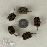 Sheoak Pods - 10 Pack
