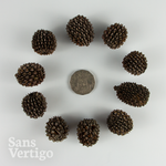 Sheoak Pods - 10 Pack