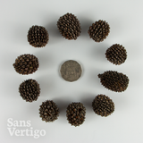 Sheoak Pods - 10 Pack